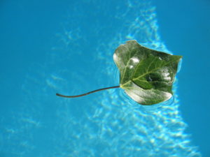 floating-leaf-1457854